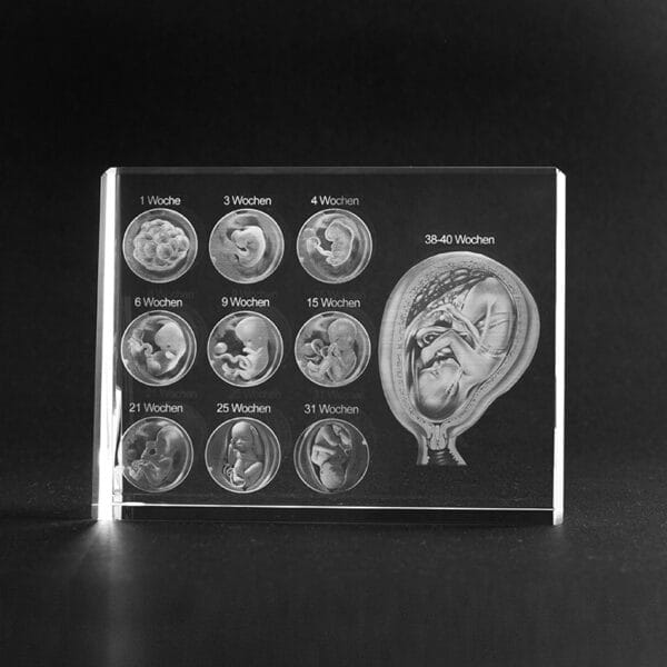 Graviditetsvecka 1-40 som 3D Kristall skapad av Crafted In Crystal
