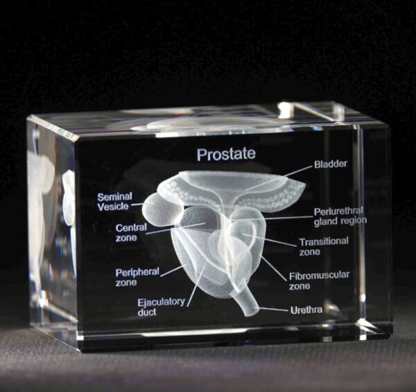 Prostata 3D Kristall skapad av Crafted In Crystal