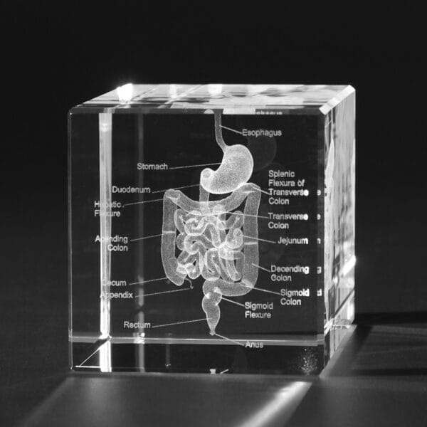 Matsmältning 3D Kristall skapad av Crafted In Crystal