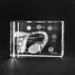 Befruktning 3D Kristall anatomi motiv